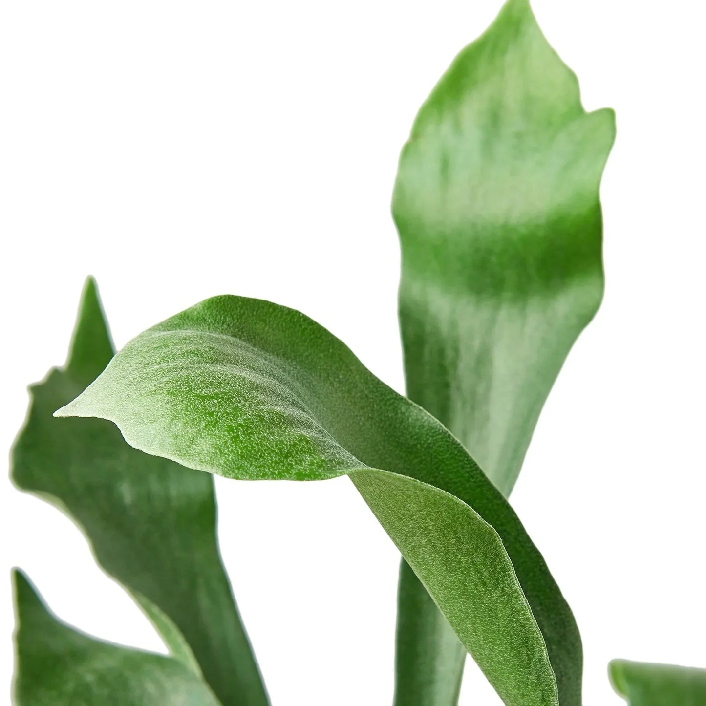 Rudy's Plants Staghorn Fern – Unique Easy-Care Indoor Houseplant