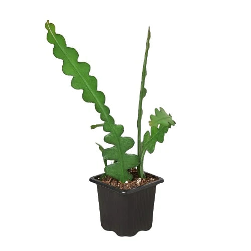 Rudy's Plants Epiphyllum 'Ric Rac' Cactus – Zig Zag Fishbone Succulent