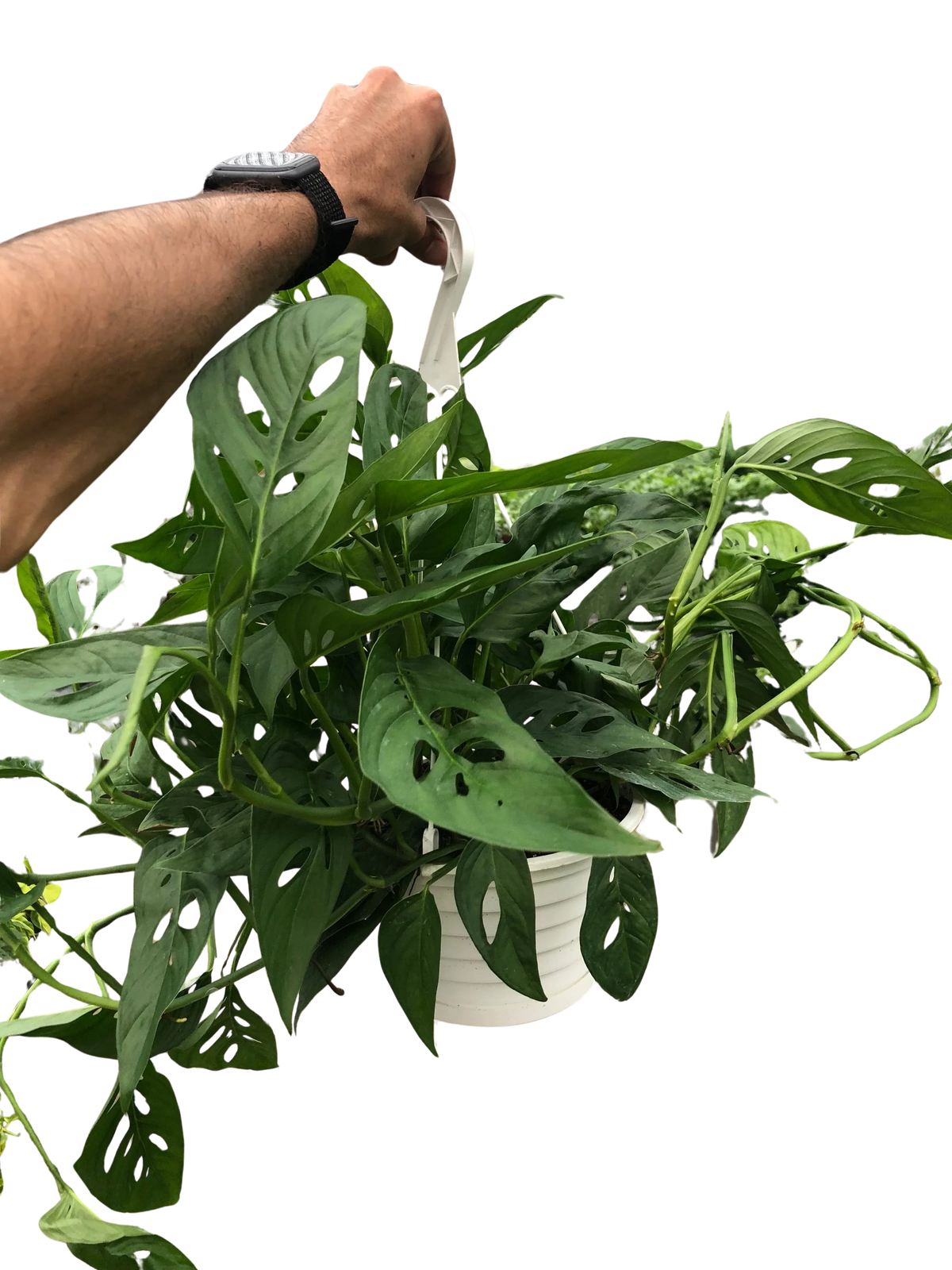 Rudy's Plants Monstera Adansonii Swiss Cheese vine close-up