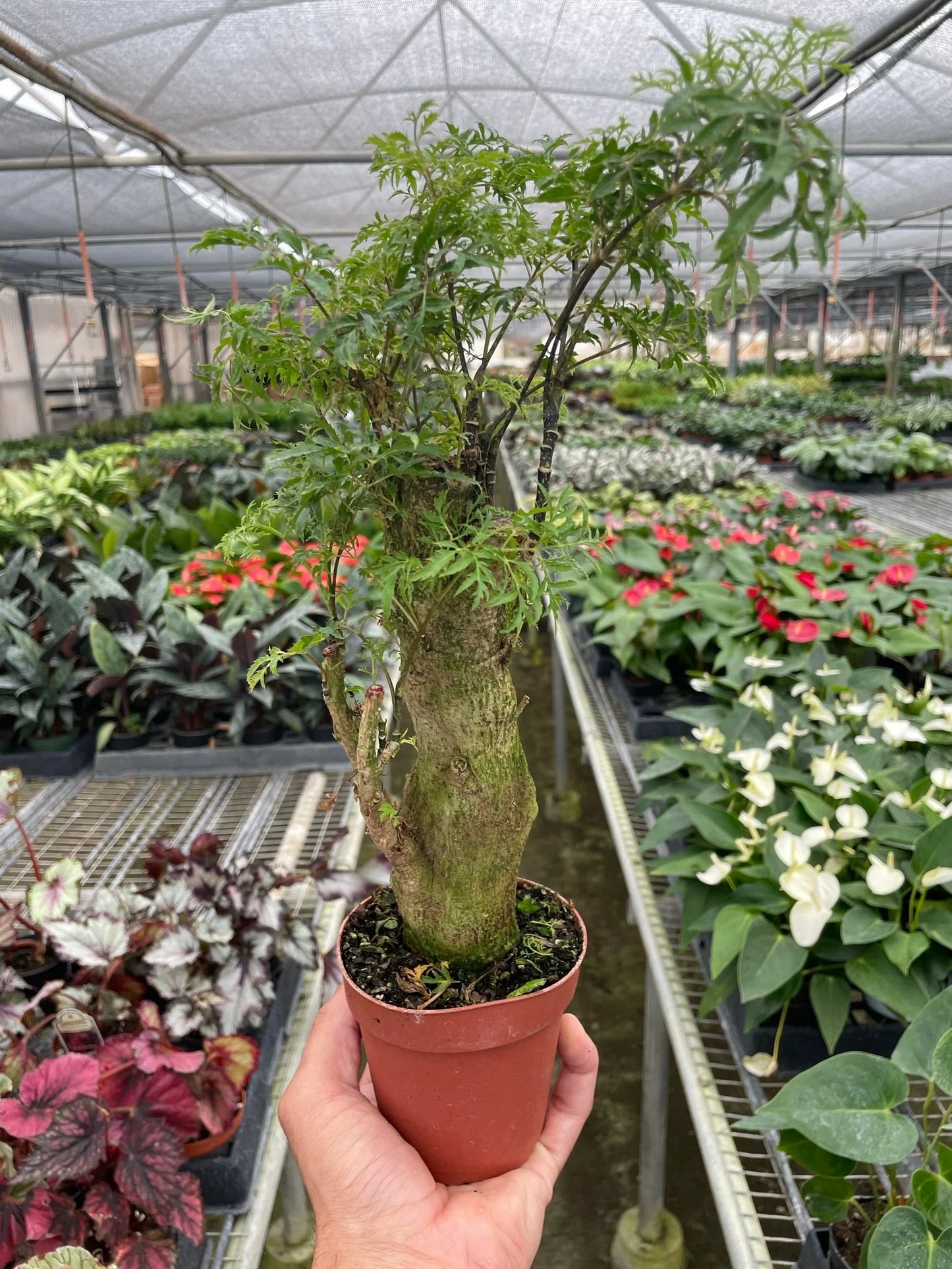 Rudy's Plants Aralia Ming Stump – Indoor Evergreen Shrub with Rich Green Foliage