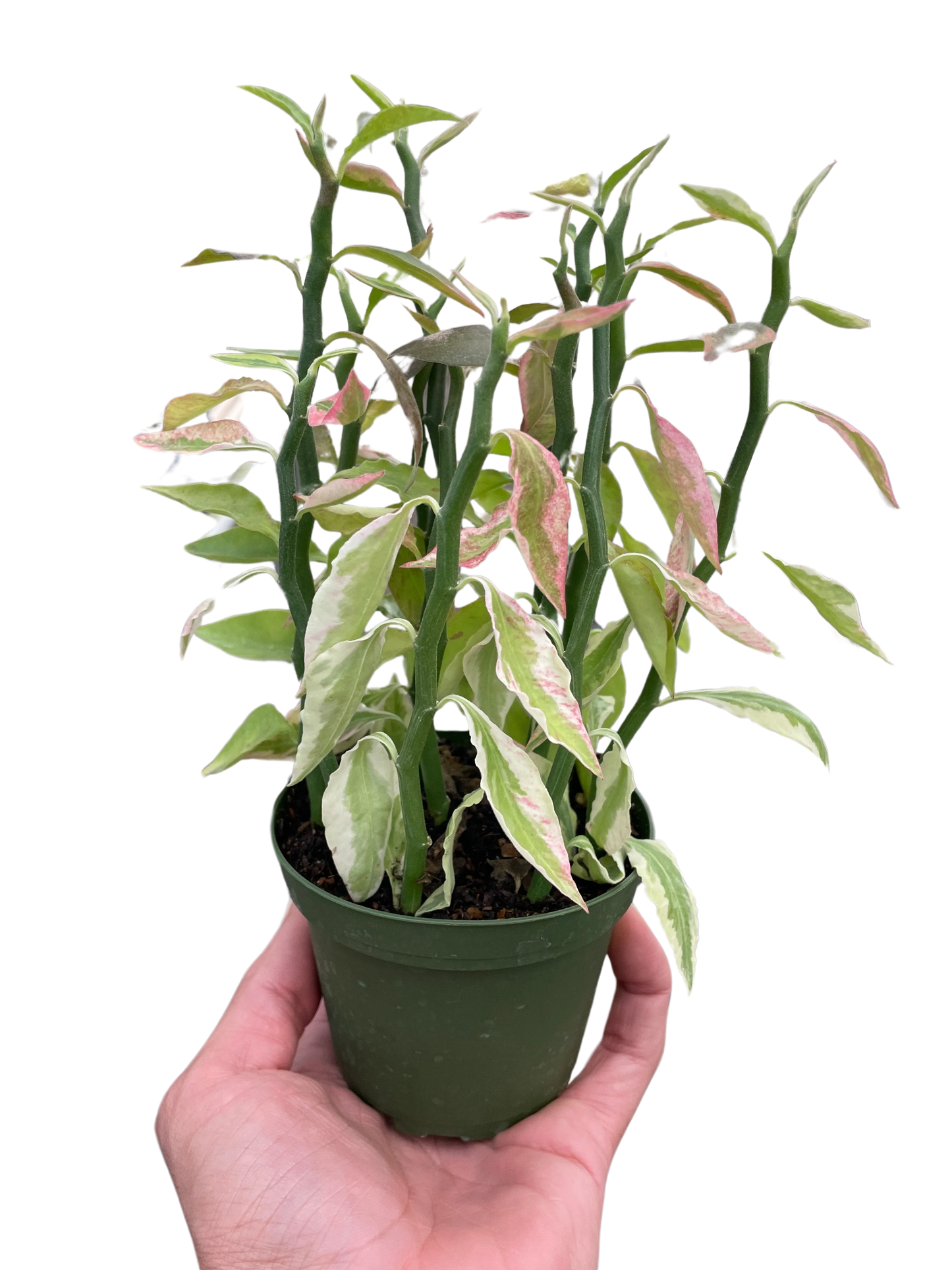Rudy's Plants Variegated Devil's Backbone Euphorbia – Zig-Zag Succulent Houseplant