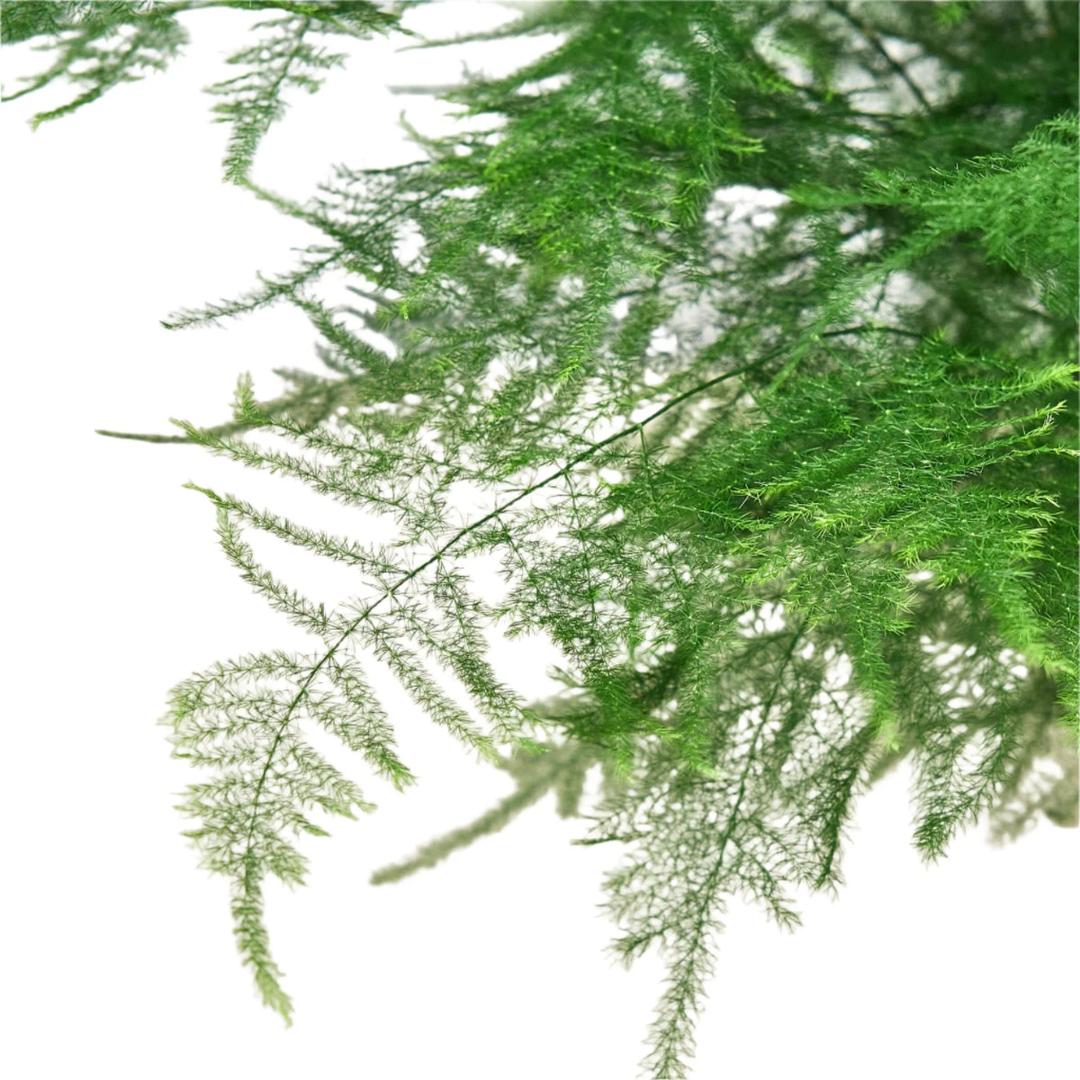 Fern Asparagus 'Plumosa' Houseplant detail 3