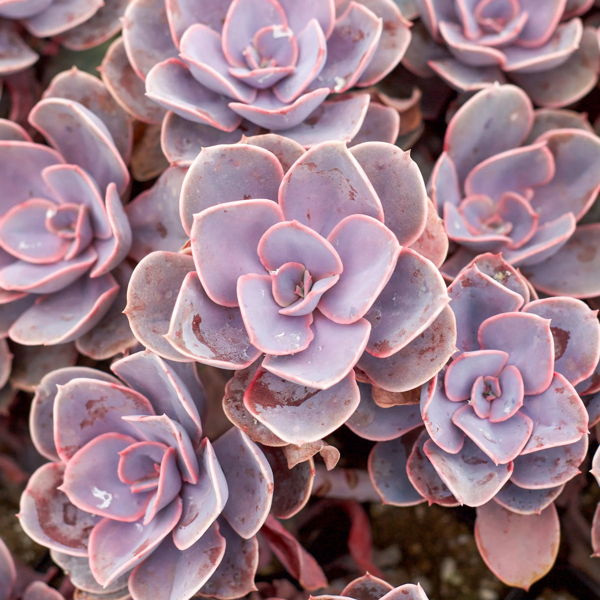 Echeveria 'Perle von Nurnberg' Succulent detail 3