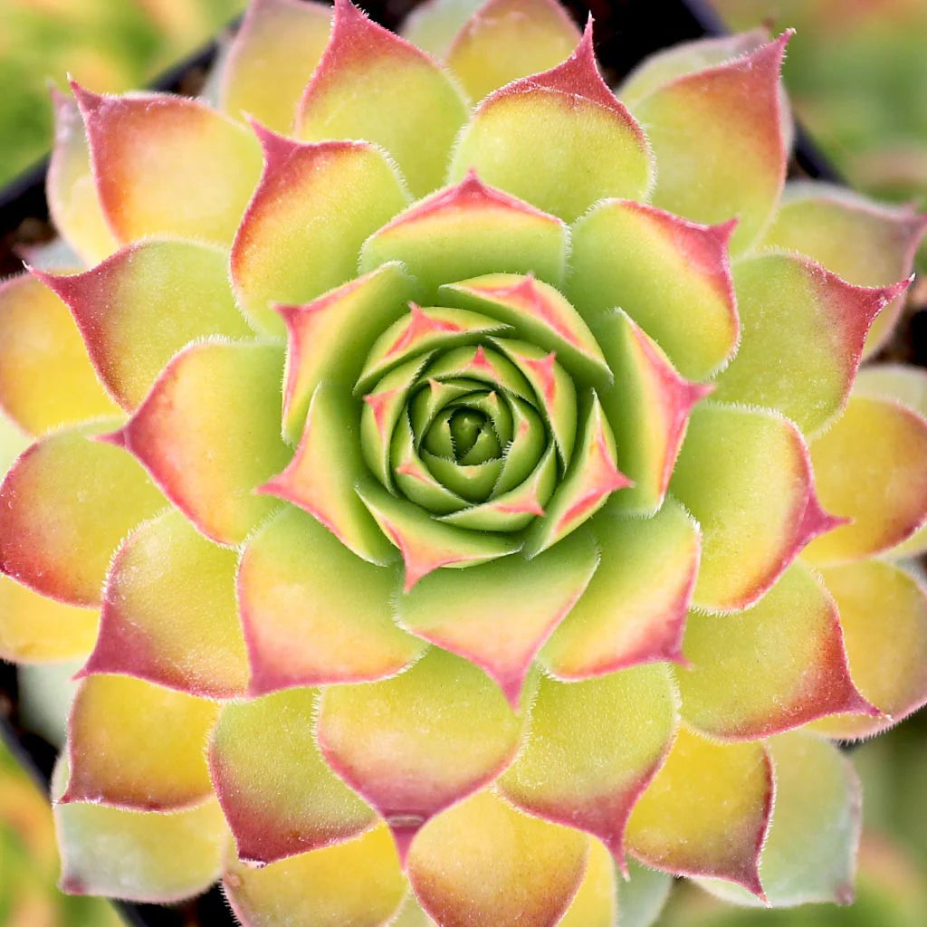 Rudy's Plants Gold Nugget™ Succulent - Year-Round Color
