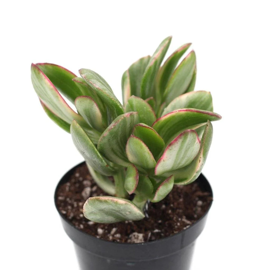 Crassula ovata 'Tricolor' Succulent detail 3