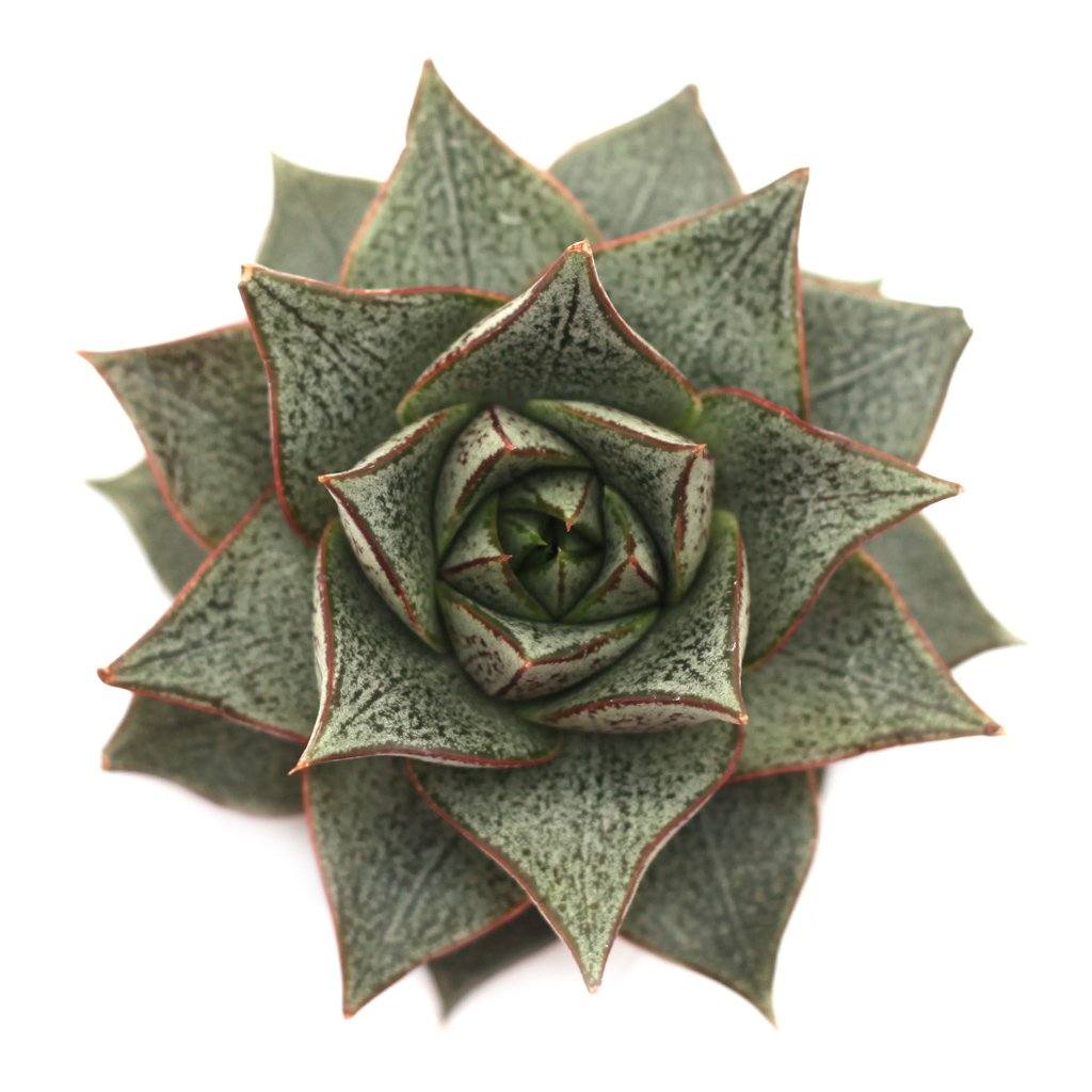 Echeveria purpusorum 'Dionysos' Succulent detail 2