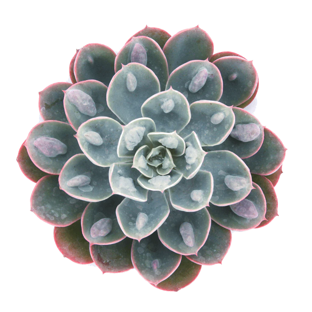 Rudy's Plants Echeveria 'Raindrops' succulent with bumpy blue-green leaves and pink margins
