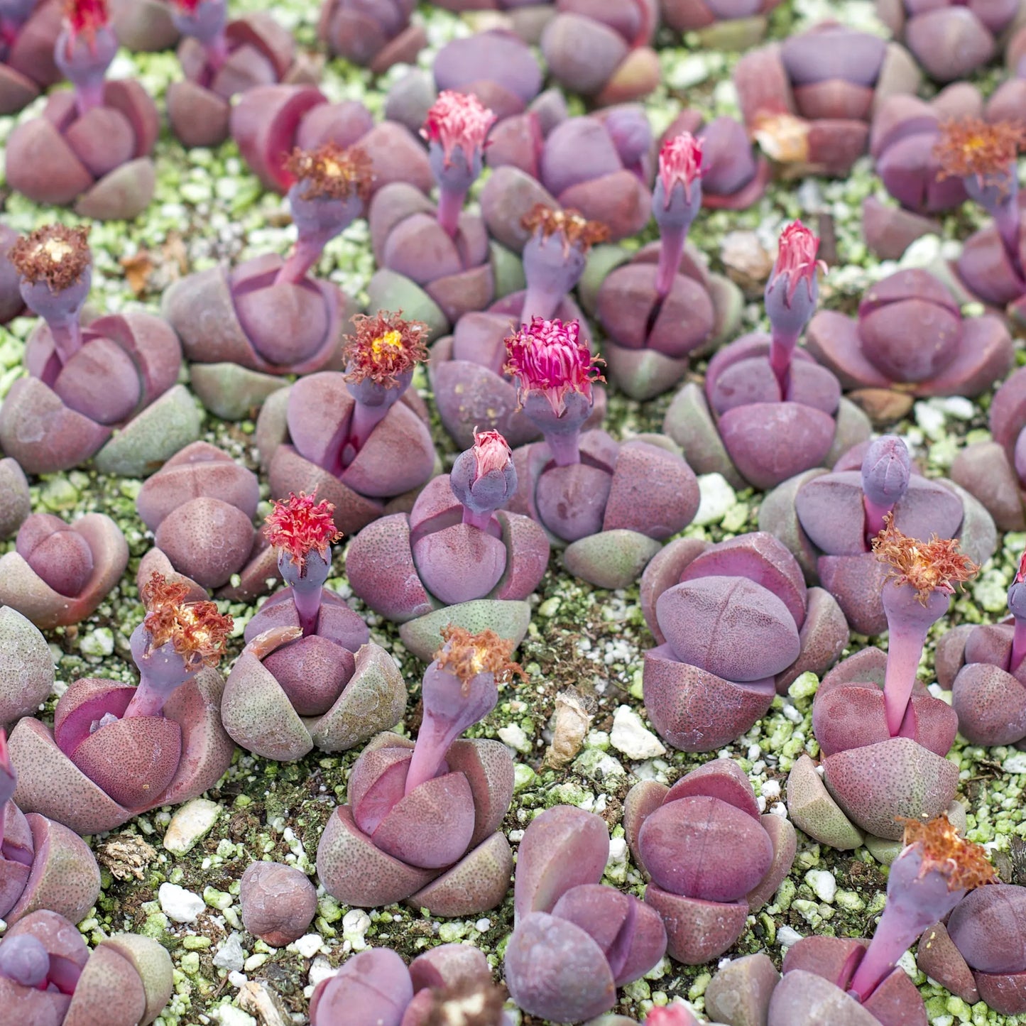 Rudy's Plants Pleiospilos nelii 'Royal Flush' Purple Split Rock Succulent