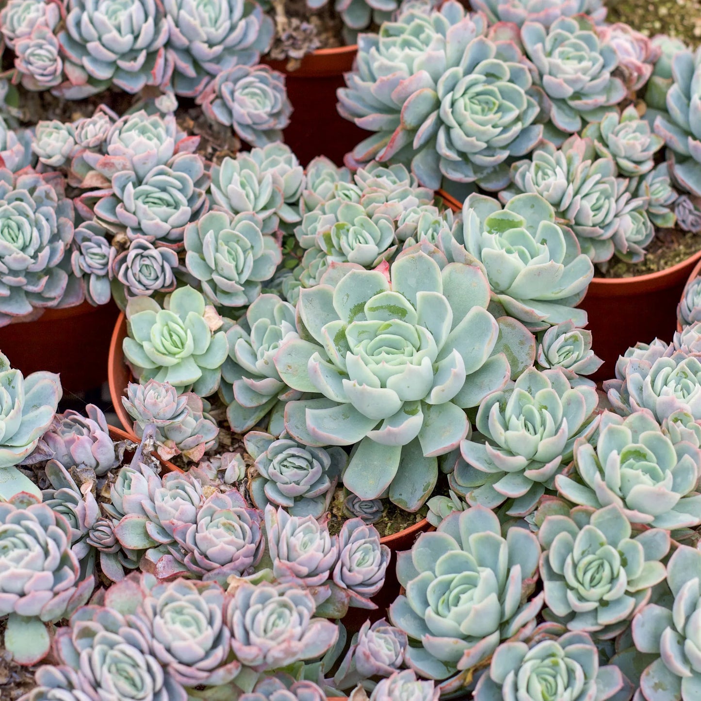 Rudy's Plants Echeveria elegans 'Mexican Snowball' - Blue Green Succulent Rosette