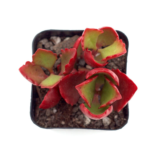 Rudy's Plants Kalanchoe sexangularis – Red-Edged Green Succulent for Bright Indoor Light