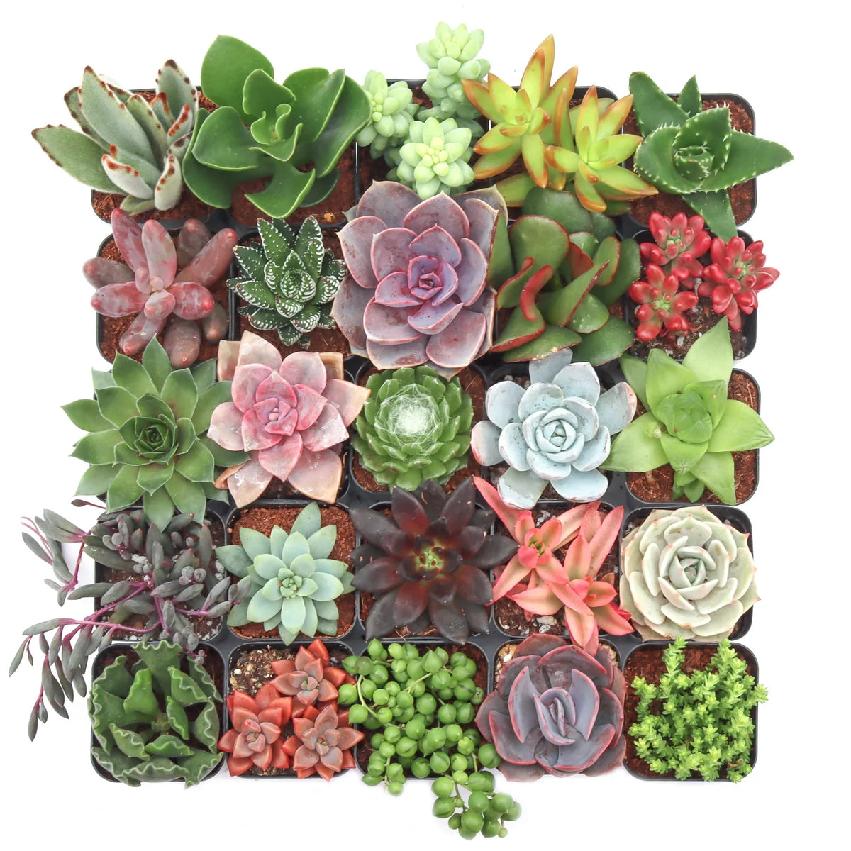 Rudy's Plants succulent variety collection