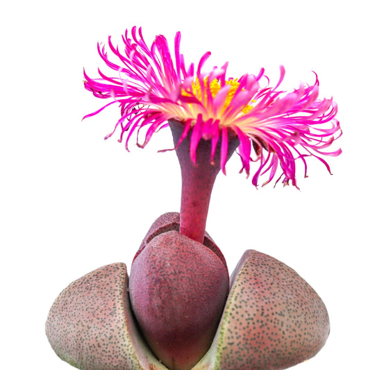 Rudy's Plants Pleiospilos nelii 'Royal Flush' Purple Split Rock Succulent