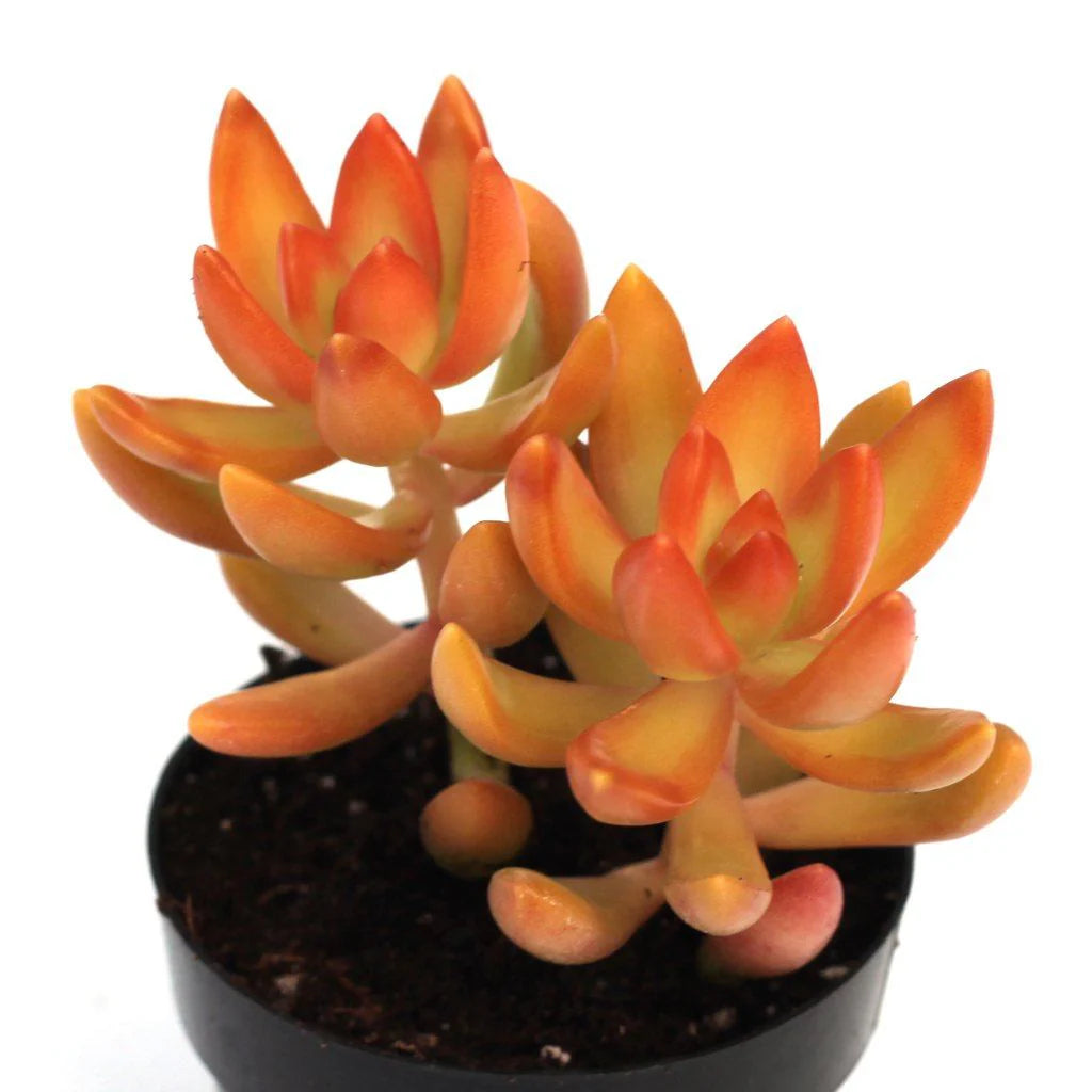 Rudy's Plants Sedum Nussbaumerianum 'Coppertone Stonecrop' - Copper Orange Succulent