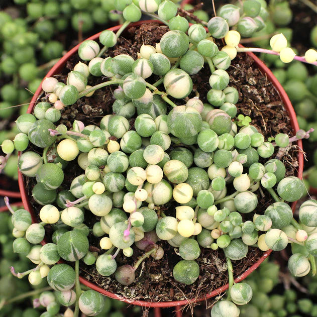 Variegated String of Pearls - Senecio rowleyanus f. variegatus | Rudy's Plants