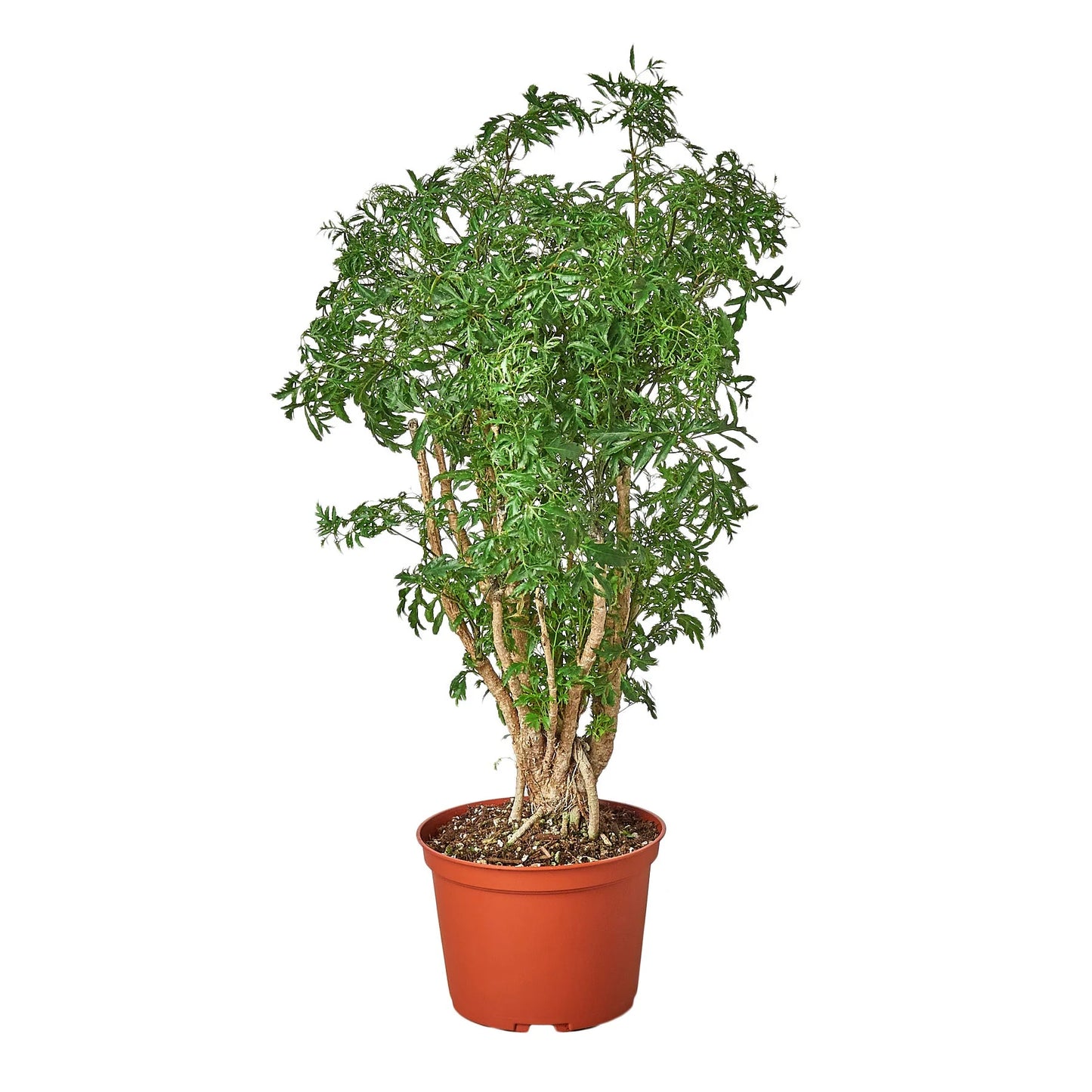 Rudy's Plants Aralia Ming Stump Plant with lush green foliage