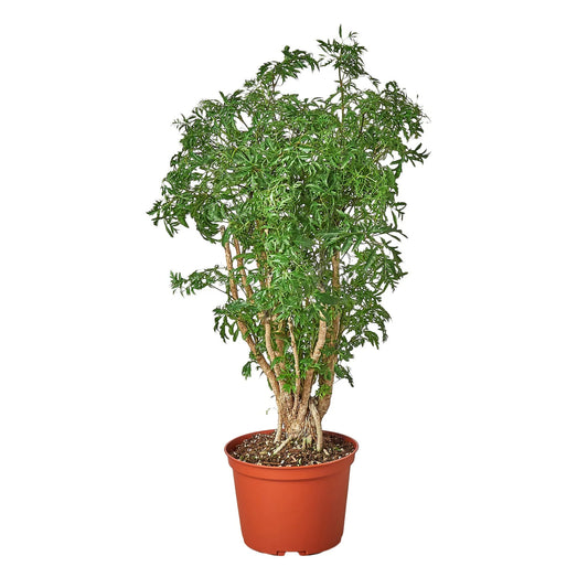 Rudy's Plants Aralia Ming Stump Plant with lush green foliage