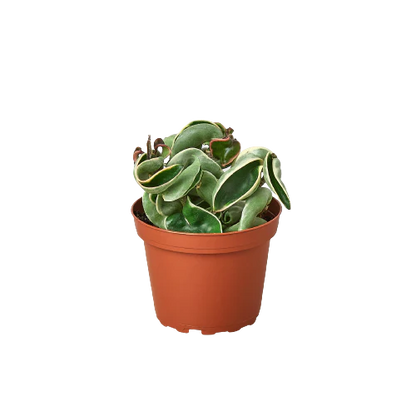 Rudy's Plants Variegated Hoya Rope Plant with twisted curly leaves