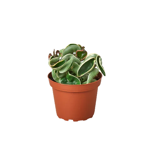 Rudy's Plants Variegated Hoya Rope Plant with twisted curly leaves