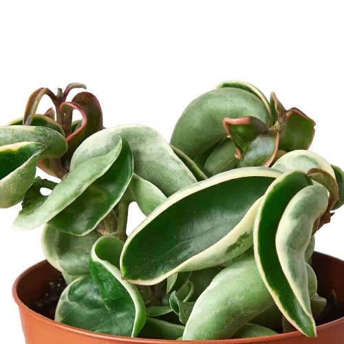Rudy's Plants Variegated Hoya Rope Plant - Easy Care Indoor Succulent