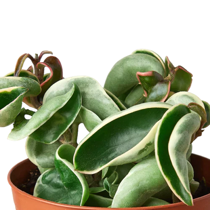 Rudy's Plants Variegated Hoya Rope Plant - Easy Care Indoor Succulent