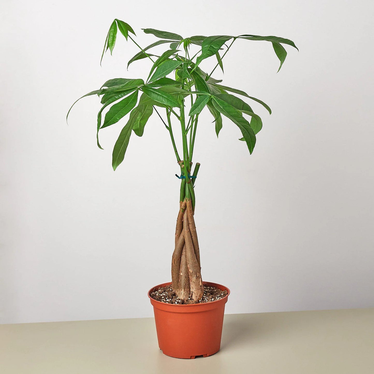 Rudy's Plants Money Tree 'Guiana Chestnut' Pachira Braid
