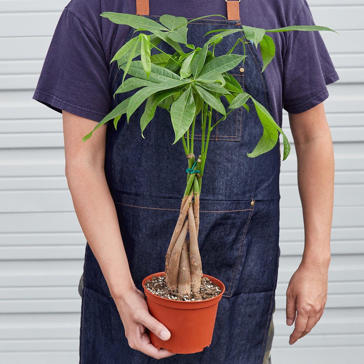 Rudy's Plants Money Tree Pachira Braid 6 inch pot held