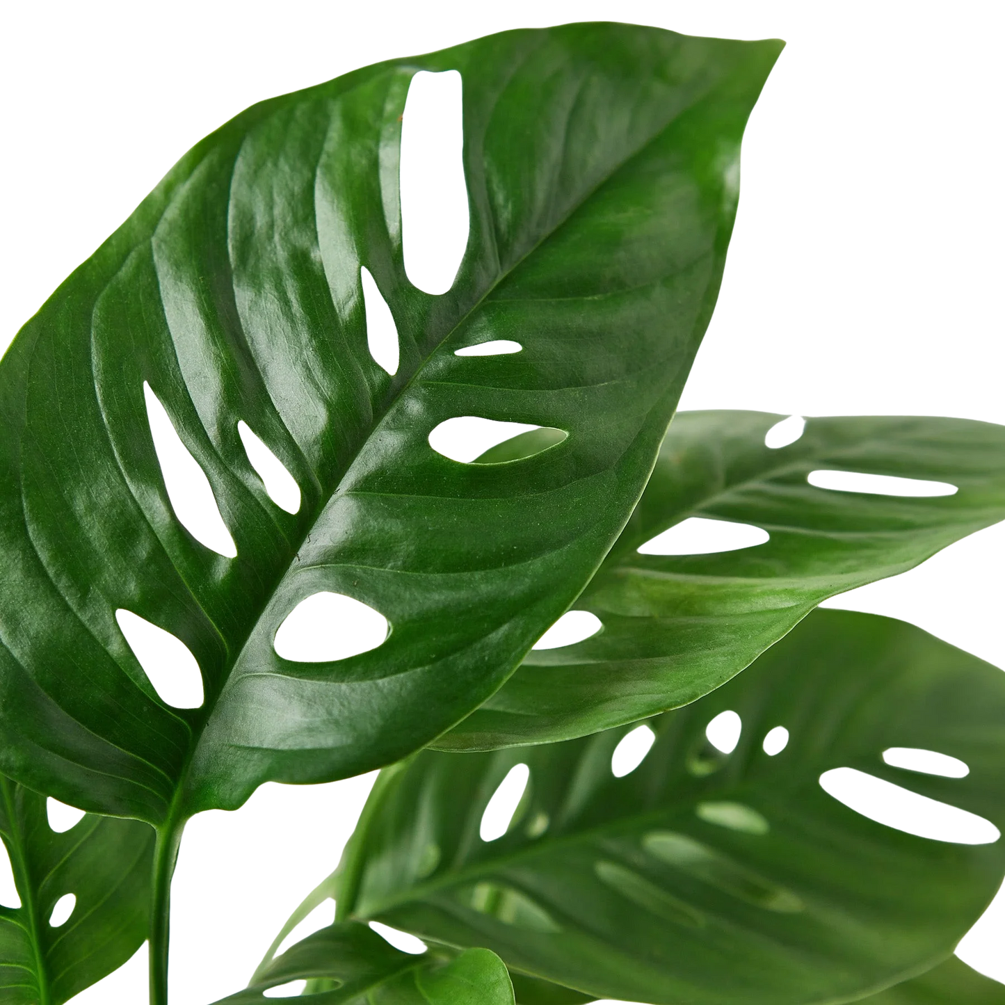 Rudy's Plants Monstera Adansonii 'Swiss Cheese' - Unique Swiss Cheese Vine