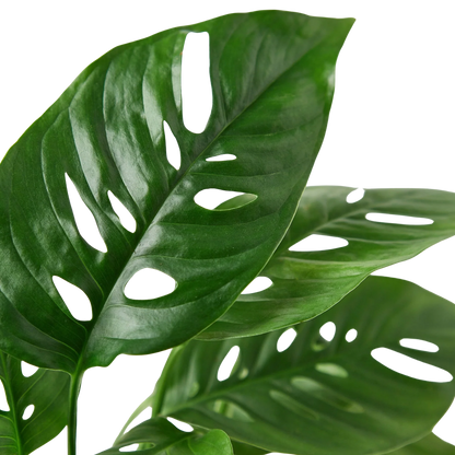 Rudy's Plants Monstera Adansonii 'Swiss Cheese' - Unique Swiss Cheese Vine