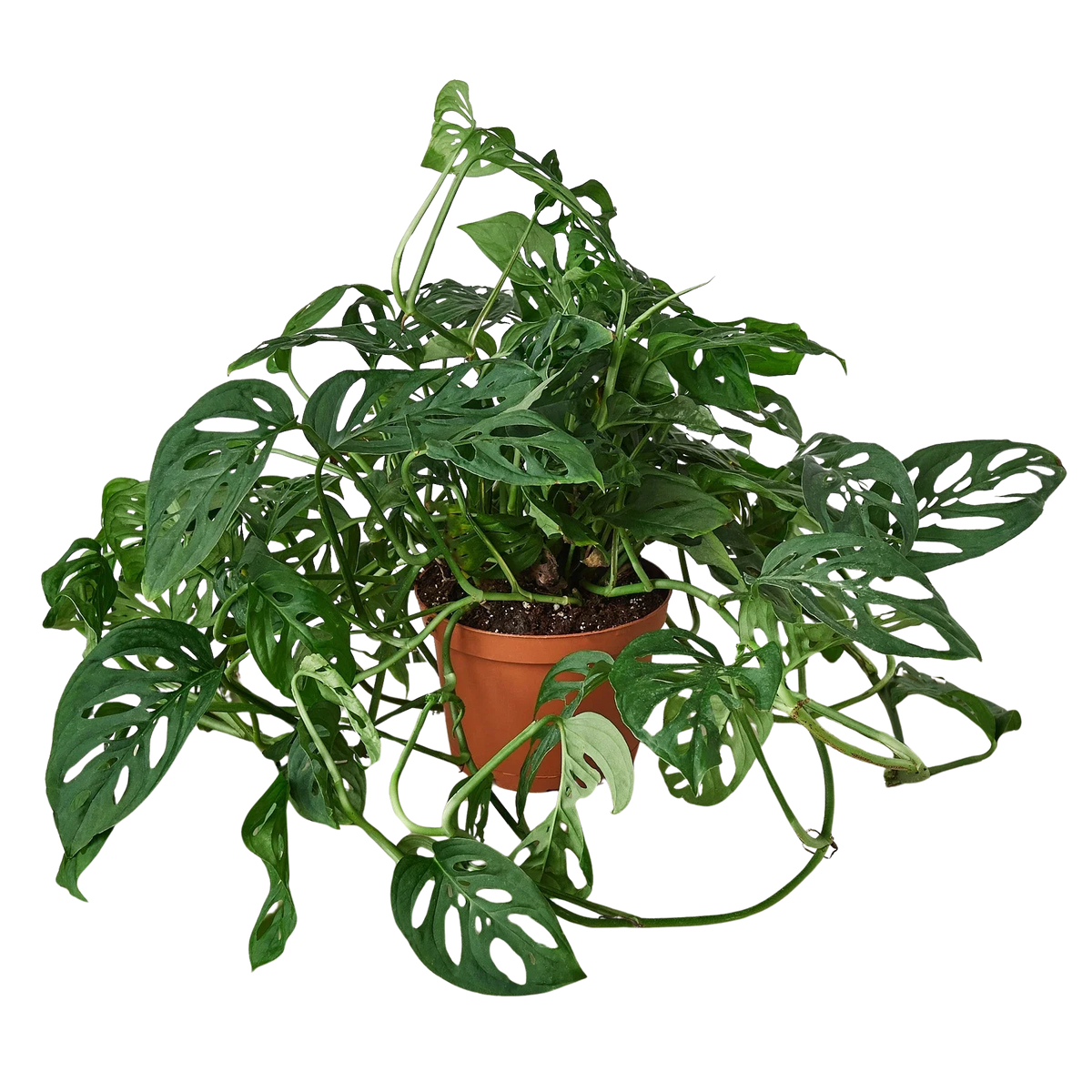 Rudy's Plants Monstera Adansonii Swiss Cheese vine 6 inch pot