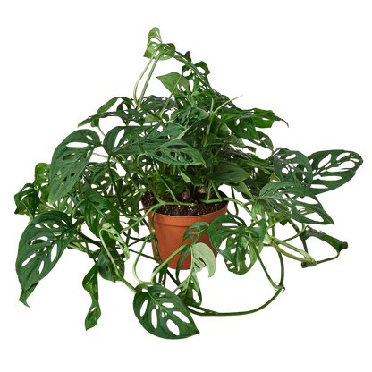 Rudy's Plants Monstera Adansonii Swiss Cheese vine 6 inch pot
