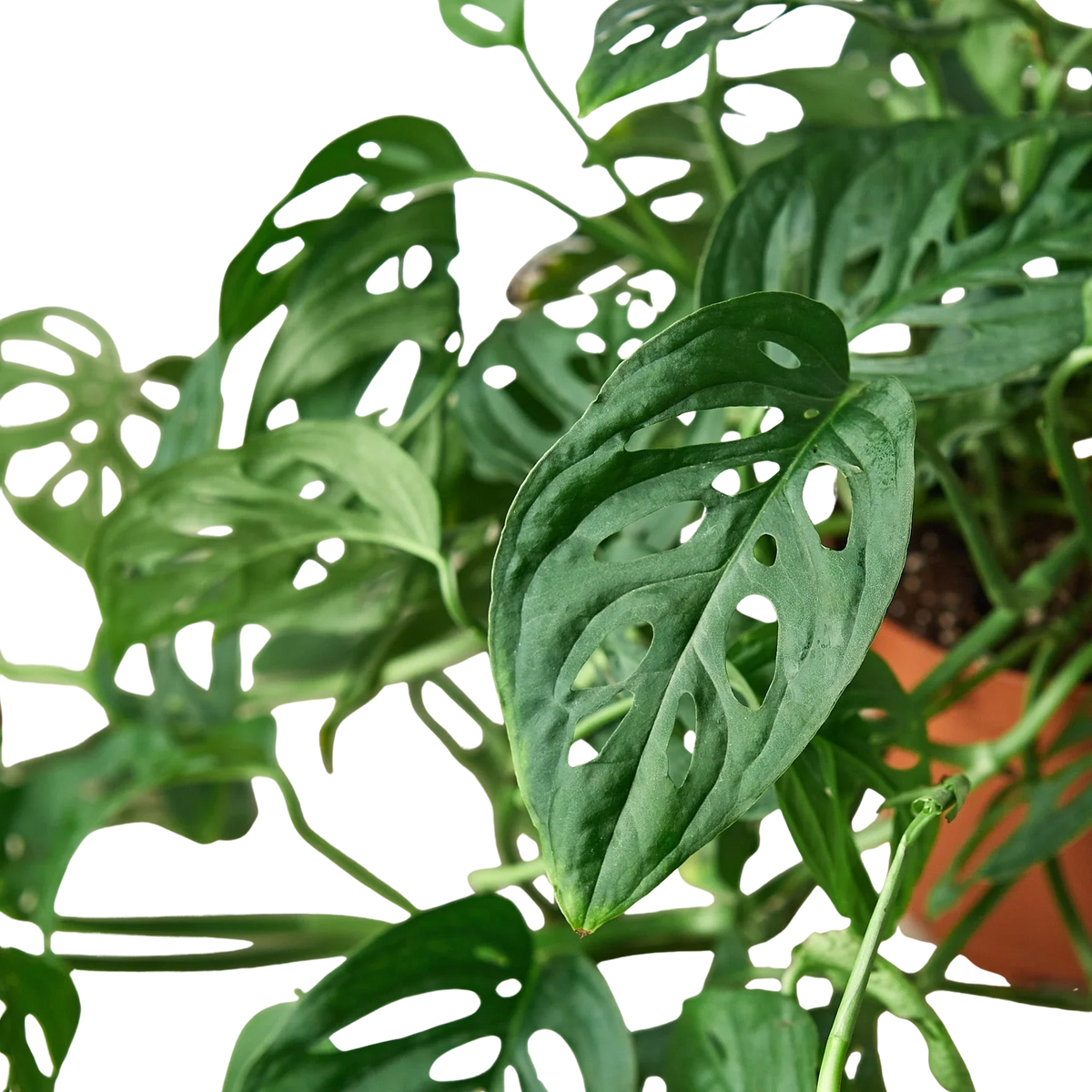 Rudy's Plants Monstera Adansonii Swiss Cheese vine leaf detail 6 inch