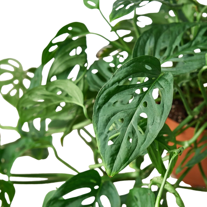 Rudy's Plants Monstera Adansonii Swiss Cheese vine leaf detail 6 inch