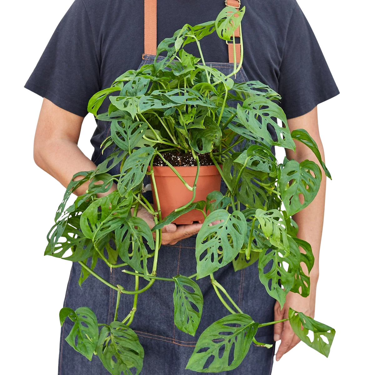 Rudy's Plants Monstera Adansonii Swiss Cheese vine 6 inch held