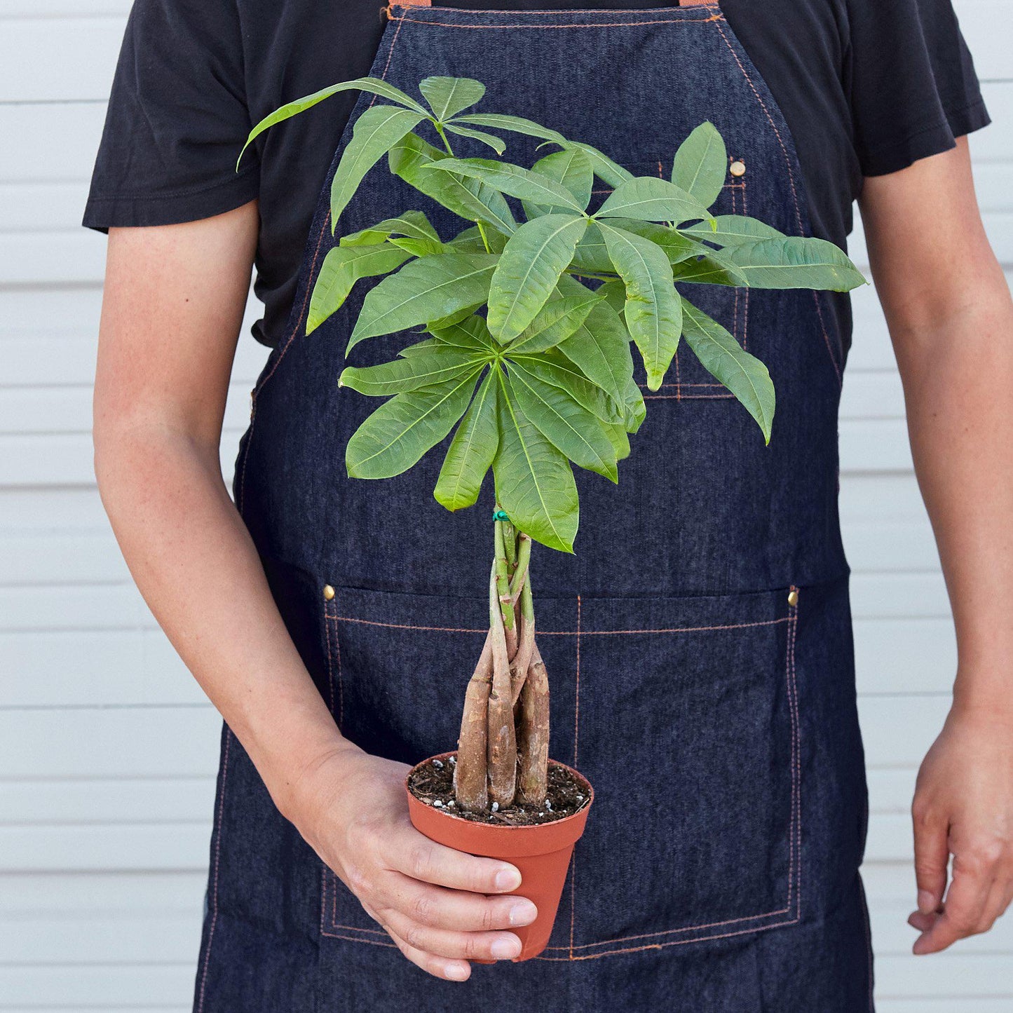 Rudy's Plants Money Tree Pachira Braid 4 inch pot held