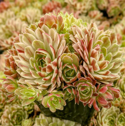 Rudy's Plants Chick Charms Lotus Blossom – Rare Pink Variegated Succulent