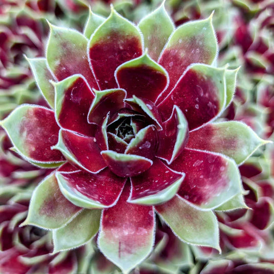 Rudy's Plants Sempervivum Colorockz 'Coconut Crystal' succulent rosette with silvery green and cranberry red leaves