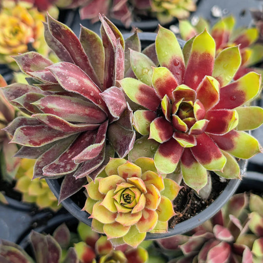 Rudy's Plants Chick Charms Trio Pot of Gold succulent collection