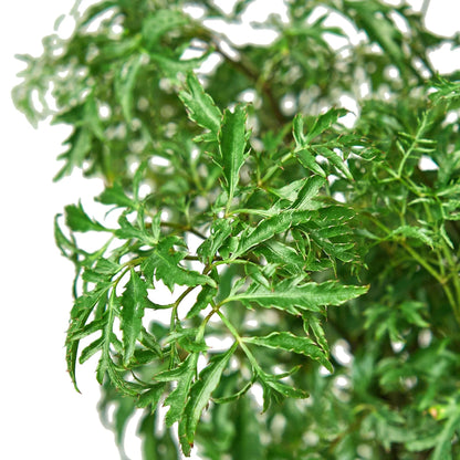 Rudy's Plants Aralia Ming Stump – Indoor Evergreen Shrub with Rich Green Foliage