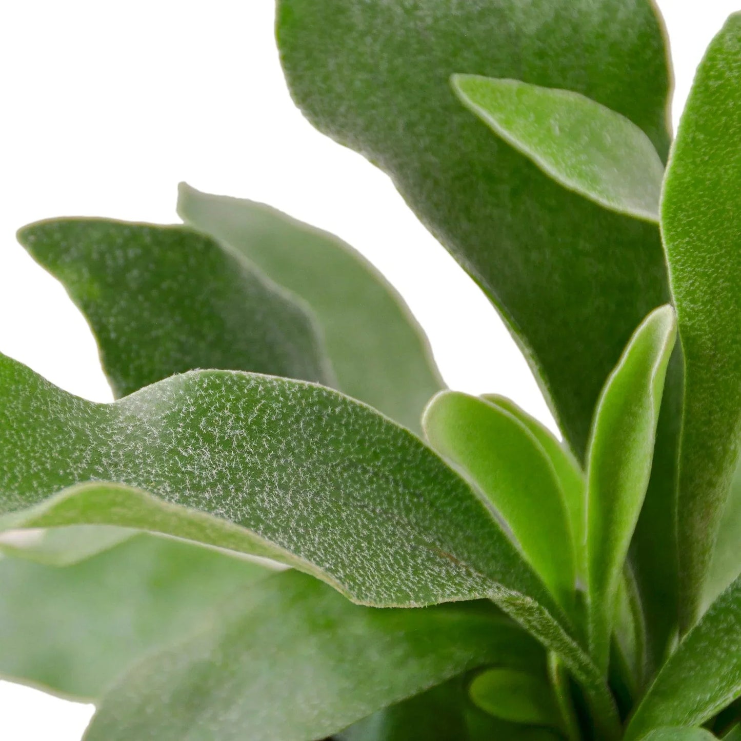 Rudy's Plants Staghorn Fern – Unique Easy-Care Indoor Houseplant