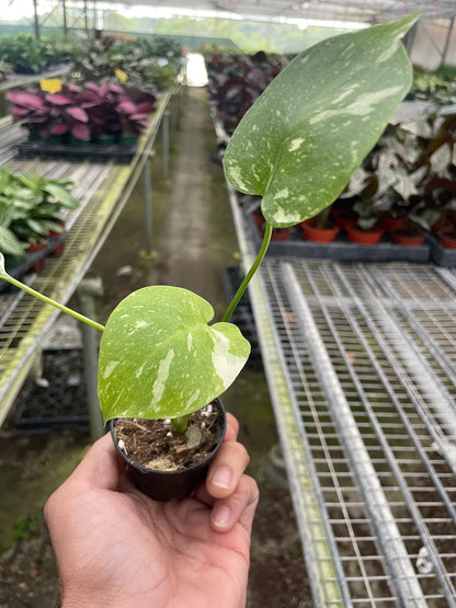 Monstera 'Thai Constellation' Houseplant detail 14