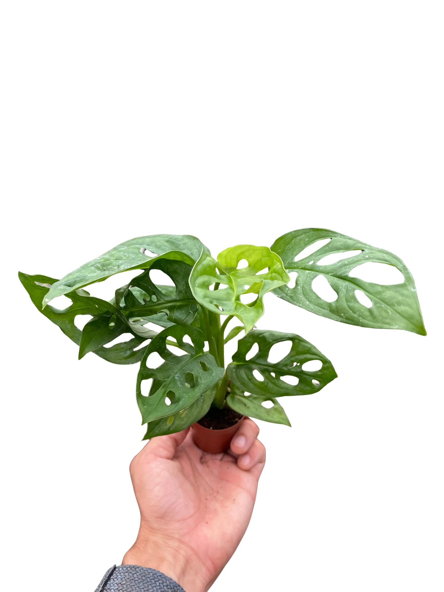 Rudy's Plants Monstera Adansonii 'Swiss Cheese' - Unique Swiss Cheese Vine