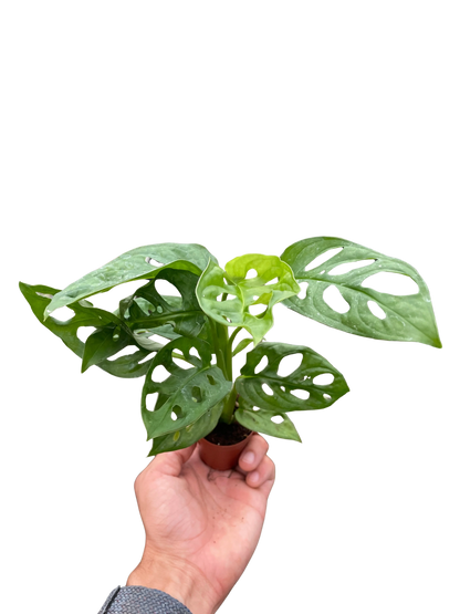 Rudy's Plants Monstera Adansonii 'Swiss Cheese' - Unique Swiss Cheese Vine