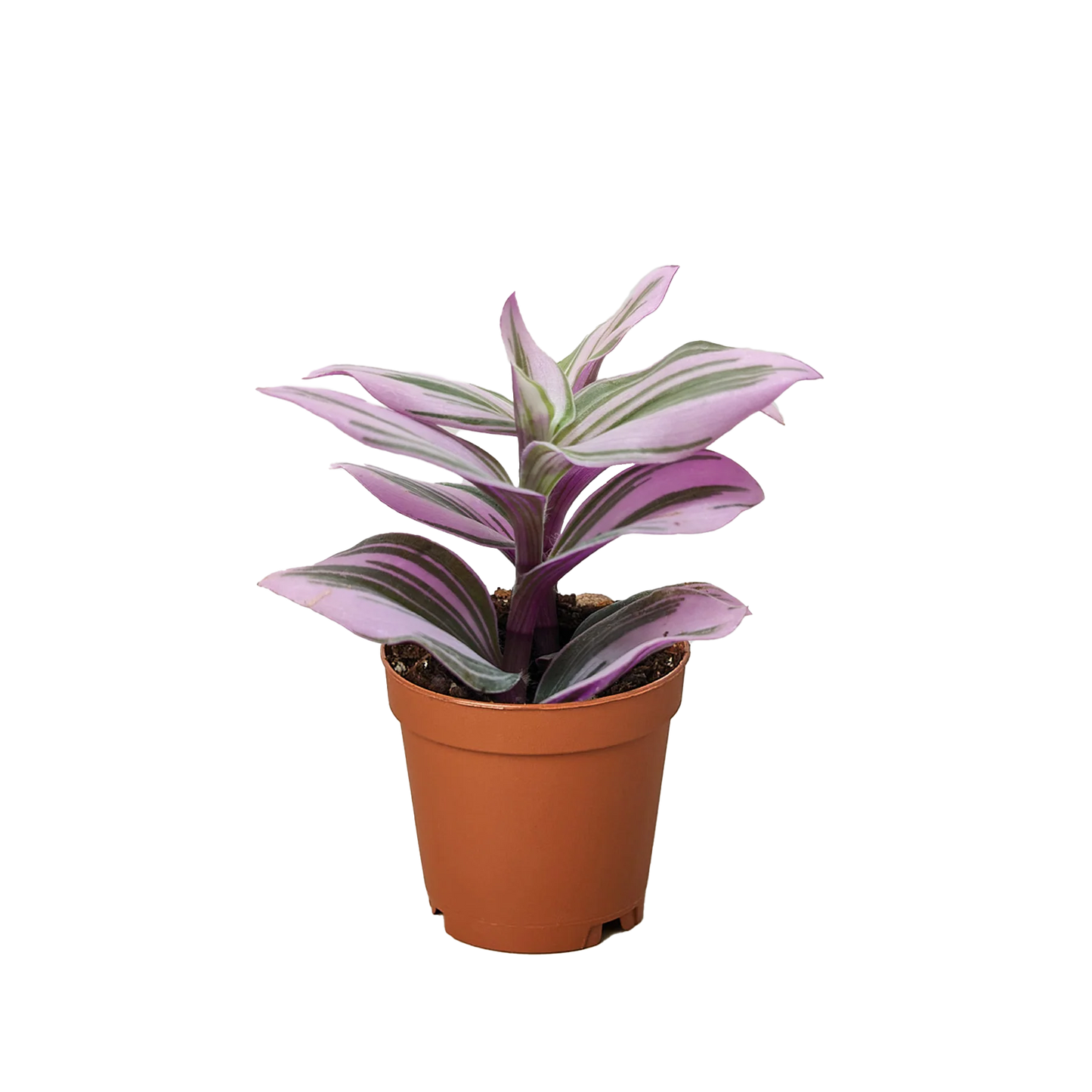 Rudy's Plants Tradescantia 'Nanouk' houseplant with purple and green variegated leaves