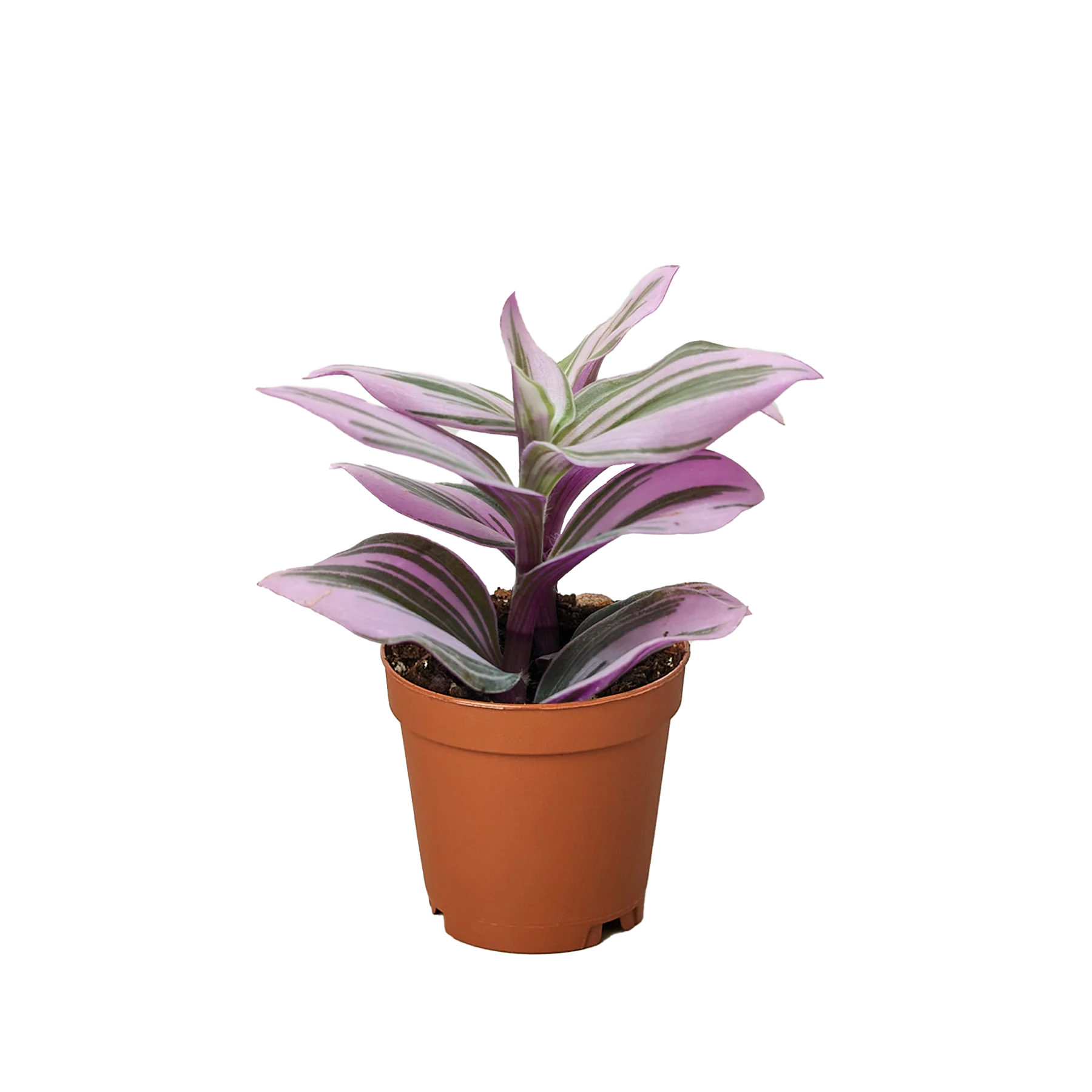 Rudy's Plants Tradescantia 'Nanouk' houseplant with purple and green variegated leaves