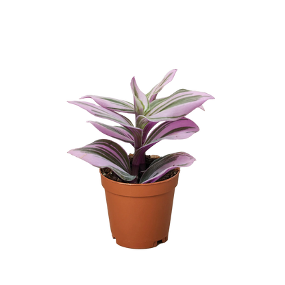 Rudy's Plants Tradescantia 'Nanouk' houseplant with purple and green variegated leaves