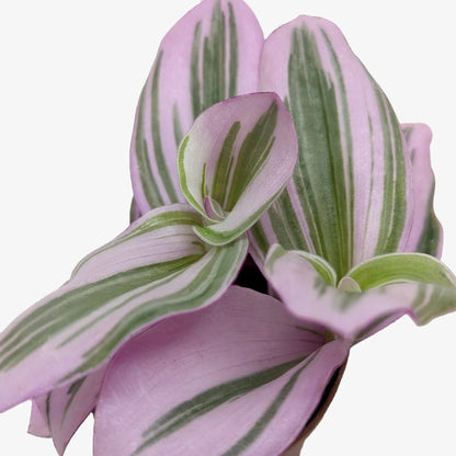 Rudy's Plants Tradescantia 'Nanouk' – Purple-Green Variegated Trailing Houseplant