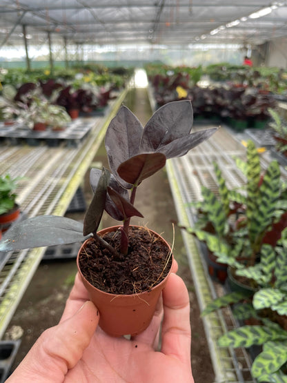 Rudy's Plants ZZ Zamioculcas 'Black Queen' - Dark Glossy Houseplant