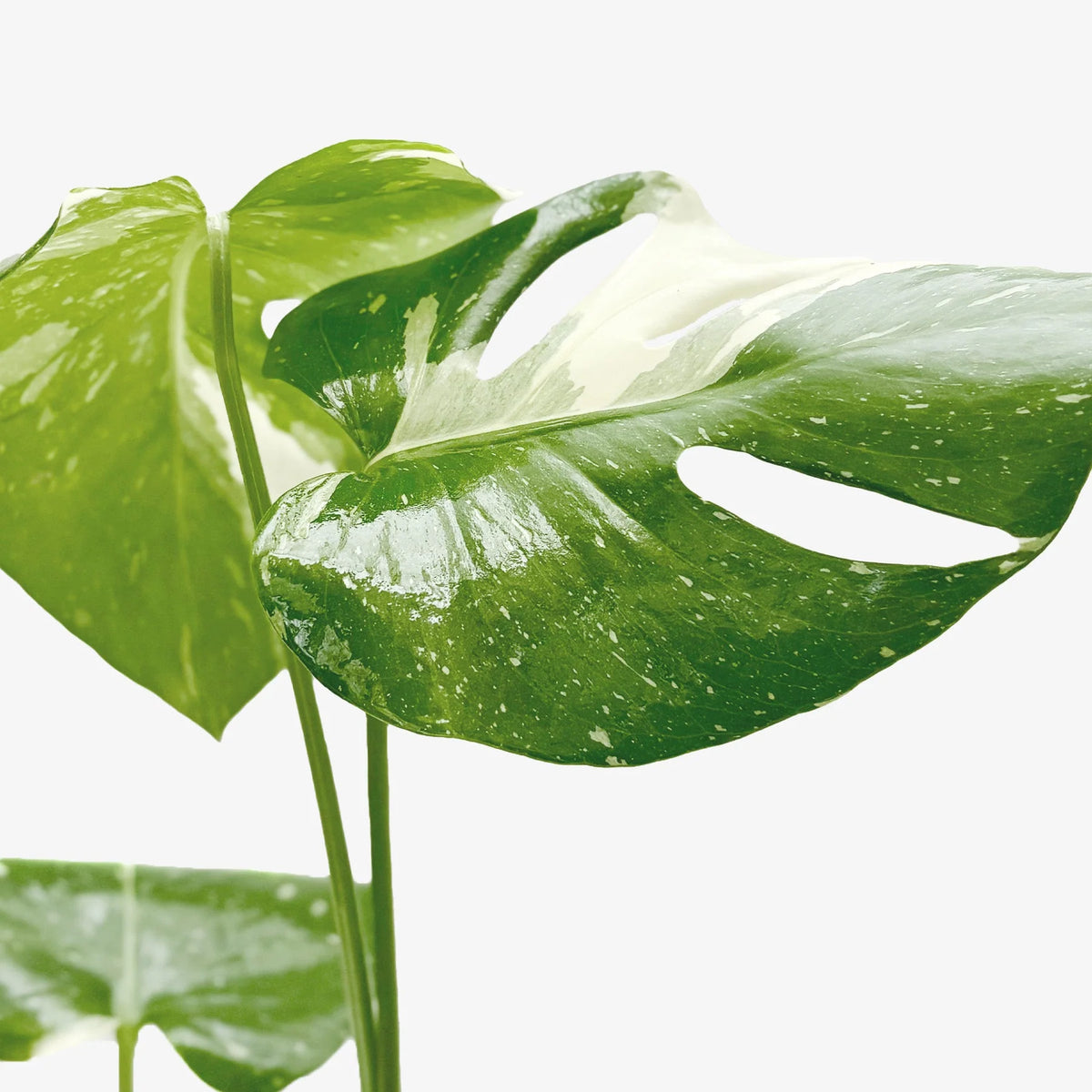 Monstera 'Thai Constellation' Houseplant detail 7