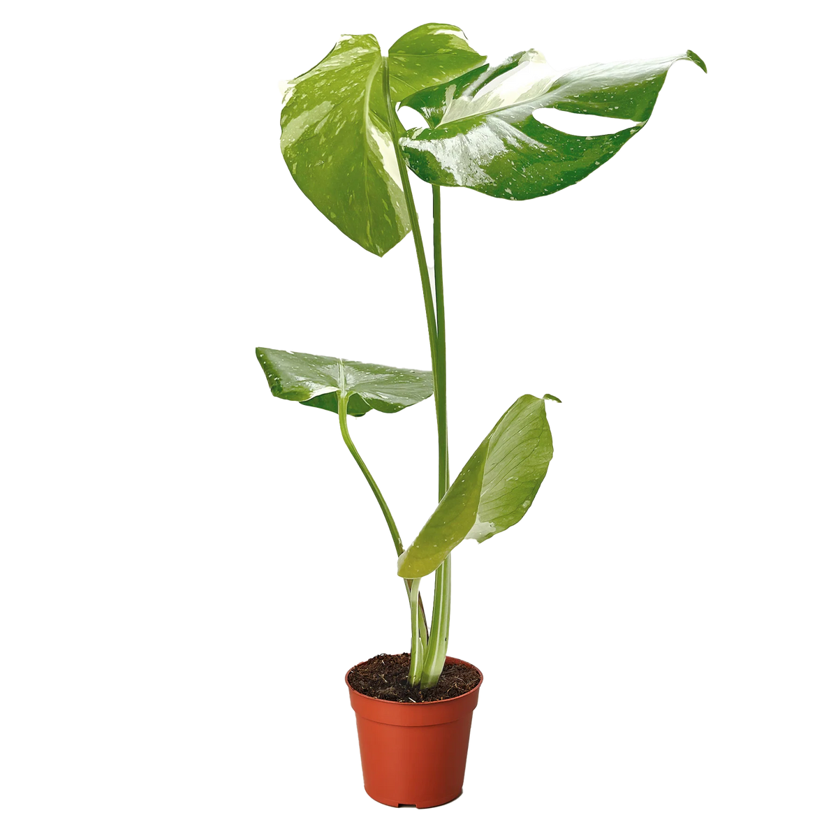 Monstera 'Thai Constellation' Houseplant detail 6