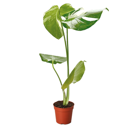 Monstera 'Thai Constellation' Houseplant detail 6